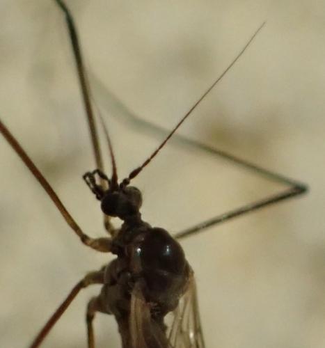 Trichocera regelationis